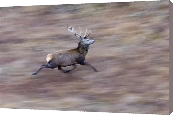 Red Deer (Cervus elaphus) stag, running, blurred movement, Scotland, winter