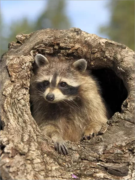 Common Raccoon (Procyon lotor) adult female, in hollow tree trunk, Montana, U. S. A. june