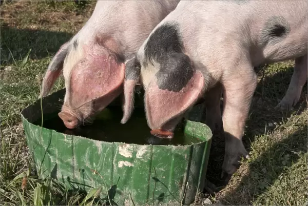 Domestic Pig, Gloucester Old Spot piglets, drinking from tub, freerange on smallholding, Kent, England, july
