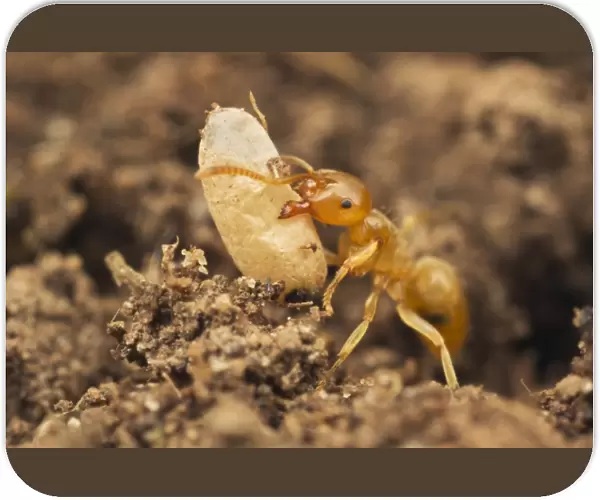 Yellow Meadow Ant (Lasius flavus) adult, moving exposed pupa to safety, Leicestershire, England, june