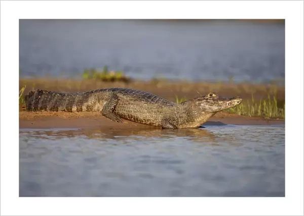 Paraguayan Caiman (Caiman yacare) adult, resting on riverbank, Paraguay River, Pantanal, Mato Grosso, Brazil