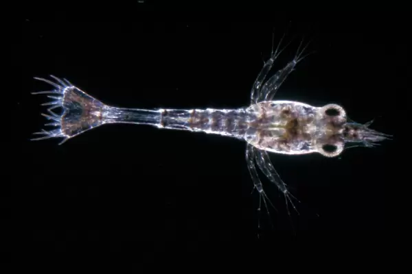 Common Shrimp (Crangon vulgaris) 1st larva  /  x 9