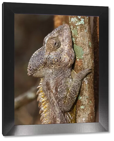 Warty Chameleon (Furcifer verrucosus) adult male, close-up of head, on branch in spiny forest, Berenty Nature Reserve, Southern Madagascar, august