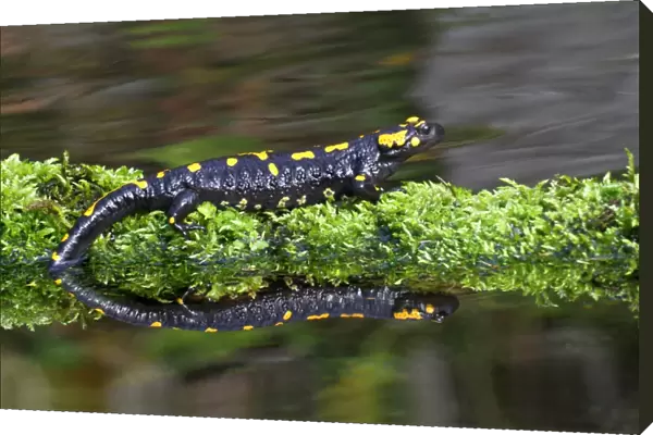 Fire Salamander (Salamandra salamandra) adult, standing on moss beside pond with reflection, Italy, march