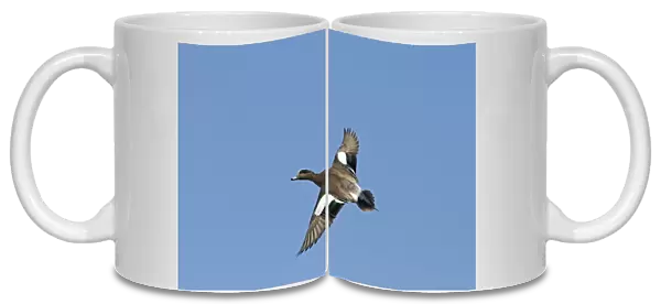 American Wigeon (Anas americana) adult male, in flight, New Mexico, U. S. A. january