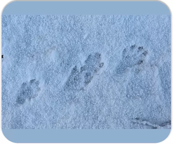 European Otter (Lutra lutra) footprints in snow, Strumpshaw Fen RSPB Reserve, River Yare, The Broads, Norfolk, England, november