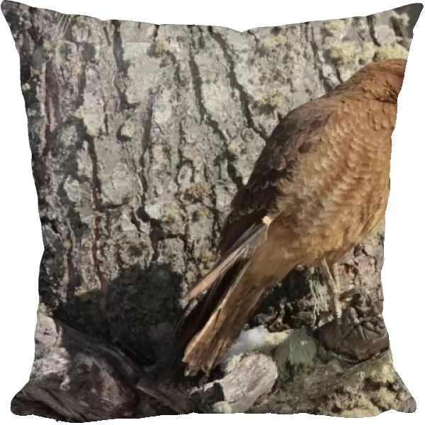 Chimango Caracara (Milvago chimango) adult, aberrant bird with unusually long upper mandible to beak, perched on tree trunk, Harberton, Tierra del Fuego, Argentina, august