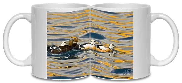 Steller's Eider (Polysticta stelleri) adult males and females, swimming at sea, Varanger Fjord, Norway, march