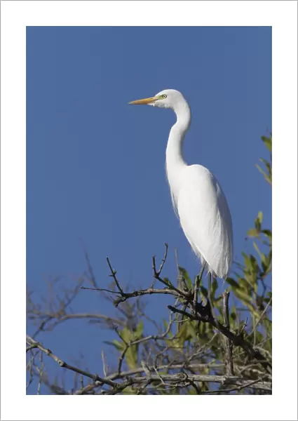 Intermediate Egret (Mesophoyx intermedia) adult, perched on branch, Gambia, january