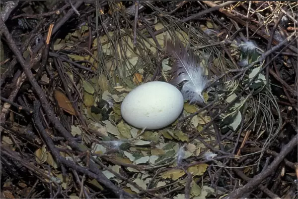 Short-toed Eagle (Circaetus gallicus) egg in nest