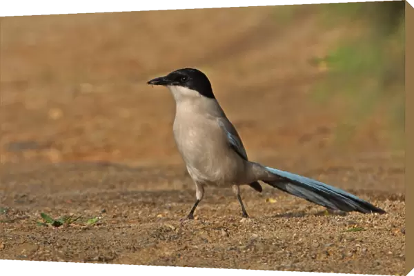Azure-winged Magpie (Cyanopica cyana) adult, with fly in beak, standing on ground, Beijing, China, may