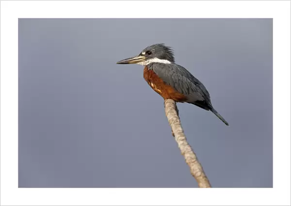 Ringed Kingfisher (Megaceryle torquata) adult male, perched on branch, Pantanal, Mato Grosso, Brazil