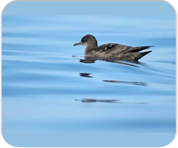 Sooty Shearwater (Puffinus griseus) adult, swimming at sea, Algarve, Portugal, october