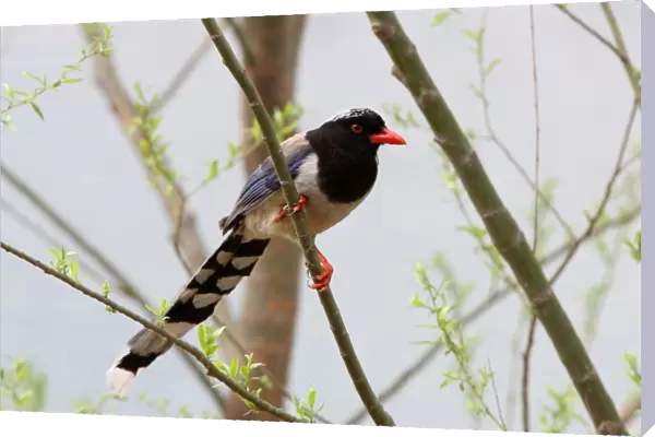 Red-billed Blue Magpie (Urocissa erythrorhyncha brevivexilla) adult, perched in tree, near Beijing, China, may