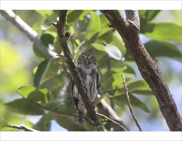 Ferruginous Pygmy-owl (Glaucidium brasilianum) adult, perched on branch in tree, Costa Rica, february