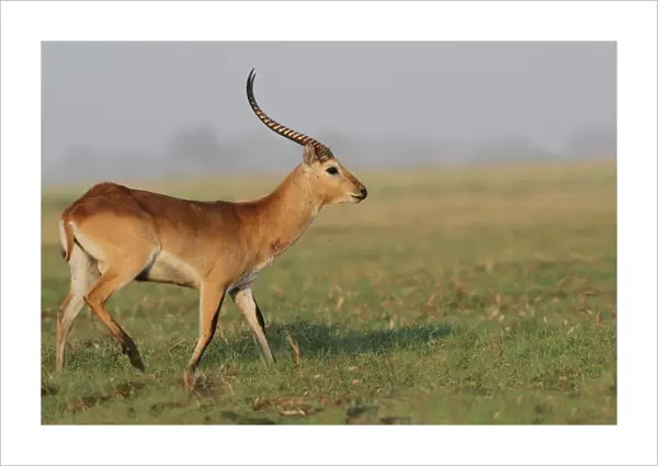 Red Lechwe (Kobus leche leche) adult male, with wound on neck, walking on grass in wetland, Chobe N. P. Botswana