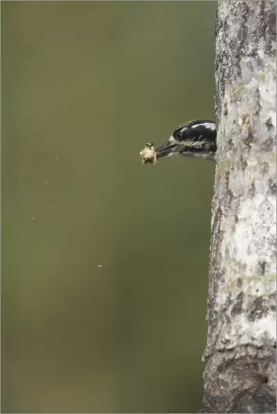 Three-toed Woodpecker (Picoides tridactylus) adult male, removing excreta from nesthole in tree trunk, Oulu Region, Finland