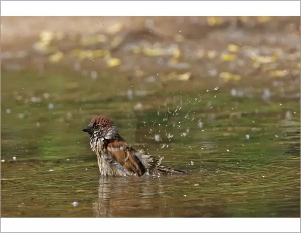 Eurasian Tree Sparrow (Passer montanus) adult, bathing in puddle, Beijing, China, may
