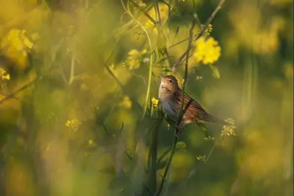 Grasshopper Warbler (Locustella naevia) adult, singing, perched on stem in evening sunlight, Norfolk, England, may