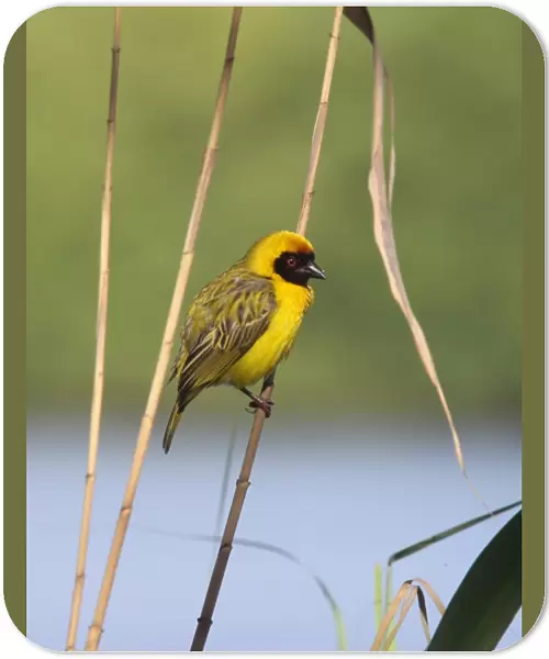 Southern Masked Weaver (Ploceus velatus) adult male, perched on reed stem, South Africa