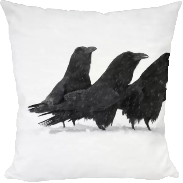 Common Raven (Corvus corax) four adults, calling, standing on snow in snowfall, Shropshire, England, january
