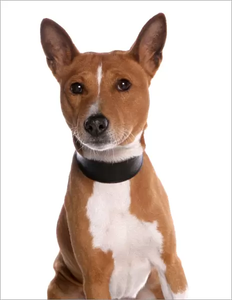 Domestic Dog, Basenji, adult male, with collar, close-up of head