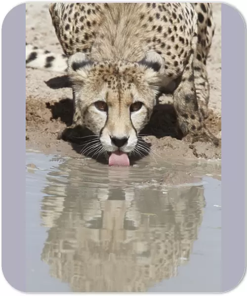 Cheetah (Acinonyx jubatus) adult, drinking at waterhole, Kalahari Gemsbok N. P. Kgalagadi Transfrontier Park, South Africa