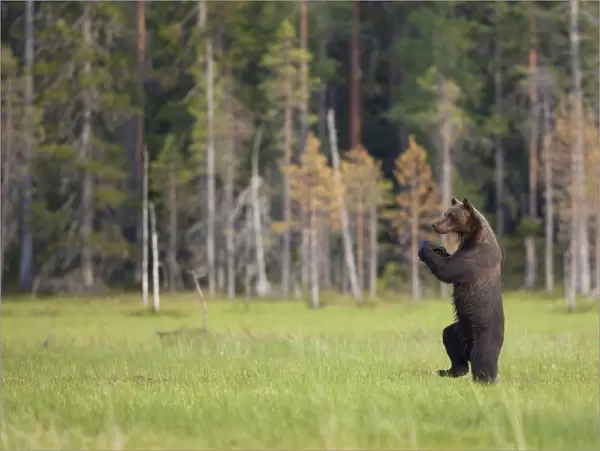 European Brown Bear (Ursus arctos arctos) adult, standing on hind legs at edge of coniferous forest habitat, Finland, july