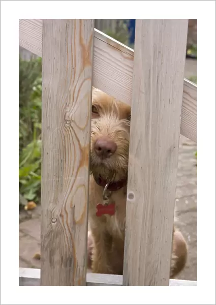 Domestic Dog, Wire-haired Hungarian Vizsla, female puppy, looking through garden gate, England, september