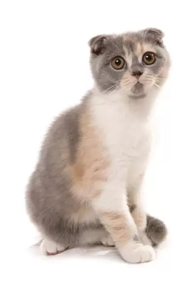 Domestic Cat, Scottish Fold, blue and white tortie, adult, sitting