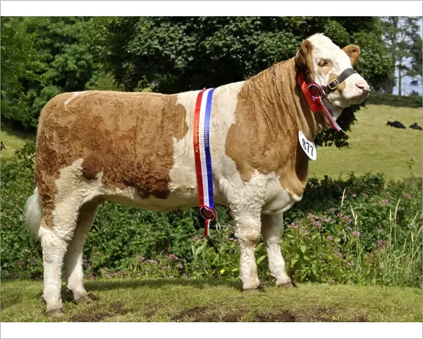 Domestic Cattle, Simmental cow, show champion with sash and rosettes, Northern Ireland, july