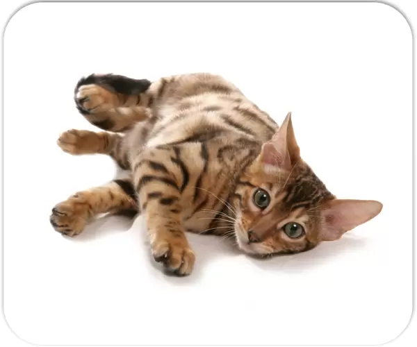 Domestic Cat, Rosetted Bengal, kitten, laying
