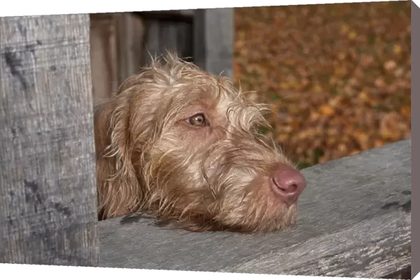 Domestic Dog, Wire-haired Hungarian Vizsla, female puppy, close-up of head, resting on park shelter, England, october