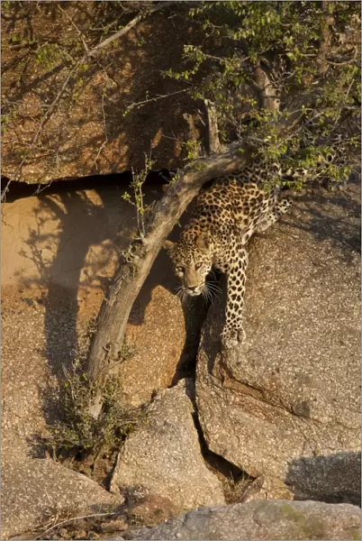 Indian Leopard (Panthera pardus fusca) adult female, stalking, climbing down rocks, Aravelli Hills, Rajasthan, India