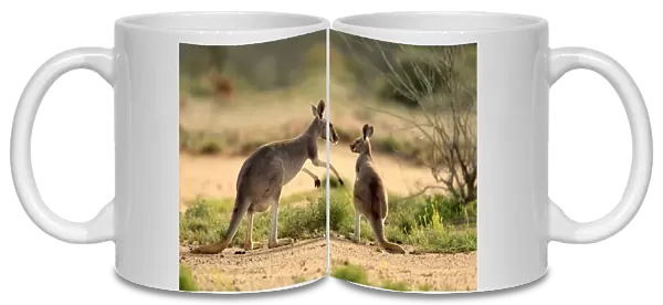 Red Kangaroo (Macropus rufus) adult female with young, standing on bare ground, Sturt N. P. New South Wales, Australia