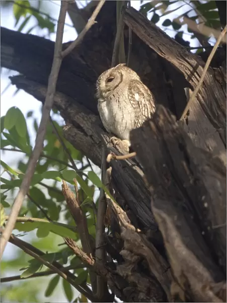 Indian Scops-owl (Otus bakkamoena) adult, perched at hole in tree trunk, Keoladeo Ghana N. P. (Bharatpur), Rajasthan, India