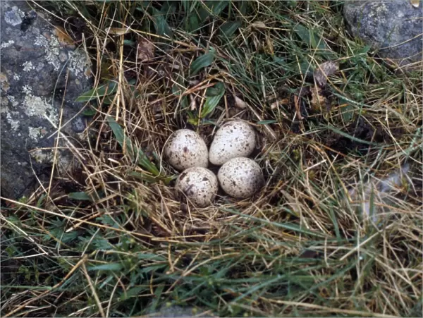 Common Sandpiper (Actitis hypoleucos) four eggs in nest