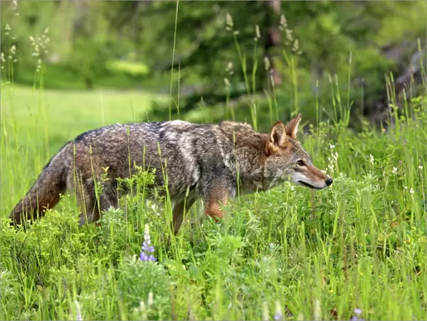 Coyote (Canis latrans) adult, prowling in meadow, Montana, U. S. A. june (captive)