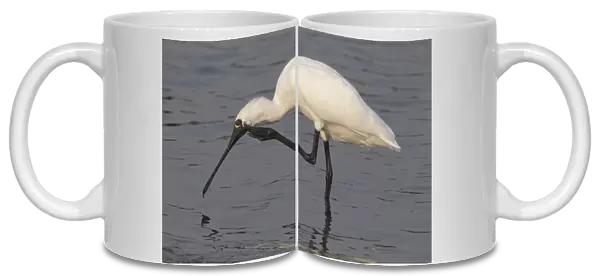 Black-faced Spoonbill (Platalea minor) adult, scratching head with foot, standing in shallow water, Nam Sang Wai, Hong Kong, China, november