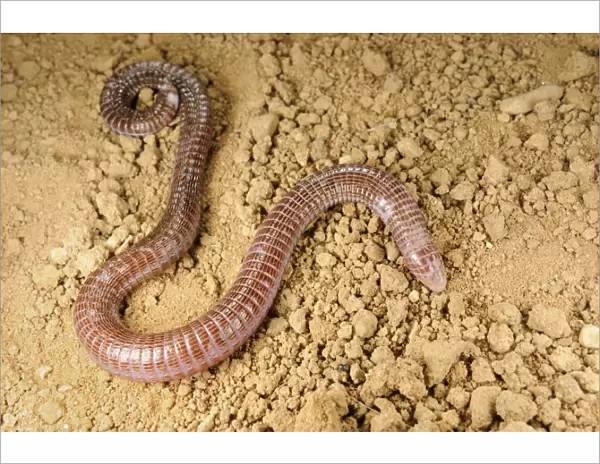 Iberian Worm Lizard (Blanus cinereus) adult, on soil, Spain, september