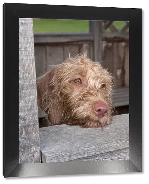 Domestic Dog, Wire-haired Hungarian Vizsla, female puppy, close-up of head, resting on park shelter, England, october