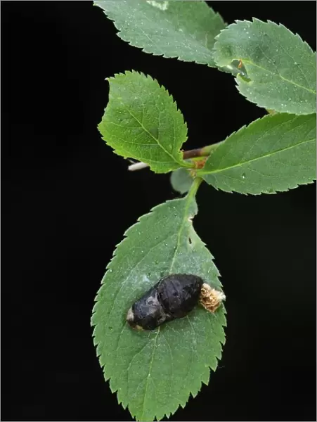 Black Hairstreak (Satyrium pruni) pupa and old larval skin attached to blackthorn leaf, England