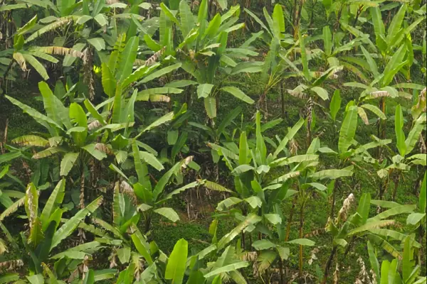 Banana (Musa sp. ) crop, growing on hillside at edge of Nyungwe Forest N. P. Rwanda, march