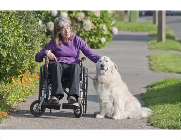 Domestic Dog, Golden Retriever, adult, on pavement with disabled owner confined to wheelchair, England