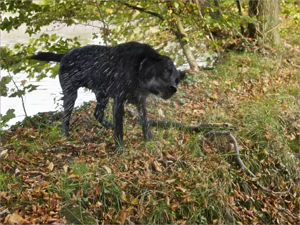 Domestic Dog, Black Labrador Retriever, Drakeshead type, adult male, shaking water from coat after swimming in mill pond, Chipping, Lancashire, England, october
