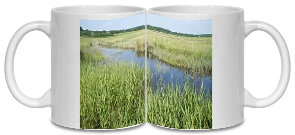 View of reedbed in coastal wetland habitat, Dingle Marshes Reserve, Suffolk, England, july