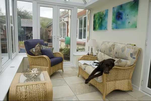 Domestic Dog, Chocolate Labrador Retriever, adult, resting on chair in conservatory, England, october
