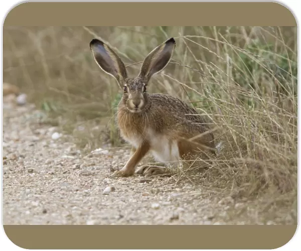 Iberian Hare (Lepus granatensis) adult, sitting at edge of track, Extremadua, Spain, may