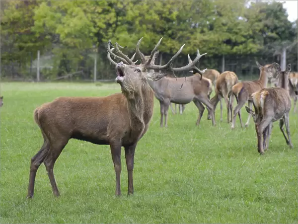 Deer farming, farmed Red Deer (Cervus elaphus) stag, roaring, with hinds, Yorkshire, England, october