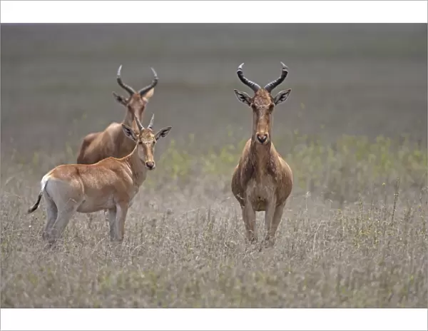 Cokes Hartebeest (Alcelaphus buselaphus cokii) two adults with calf, standing in grass, Serengeti N. P